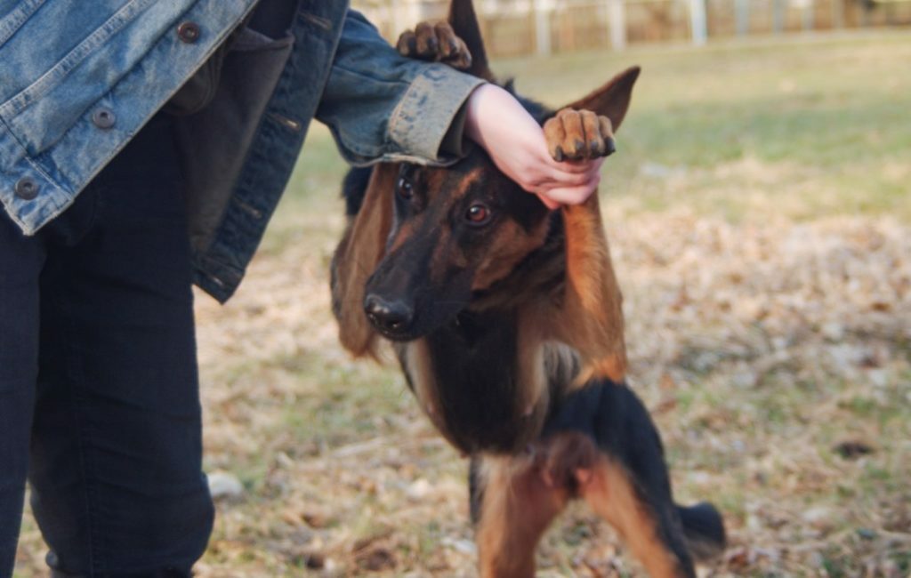 Punishment vs Reward - Which Dog Training Method Works Best? 2 Punishment vs Reward - Which Dog Training Method Works Best?