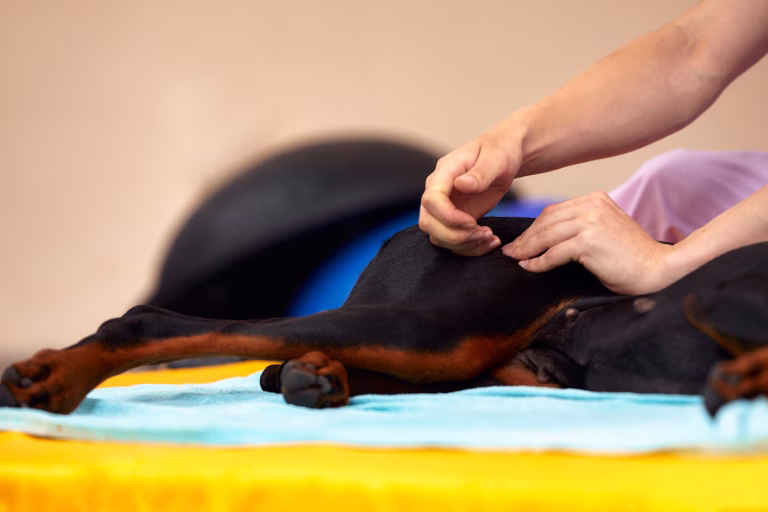 Canine Acupuncture Therapy: Does It Enhance Mobility?