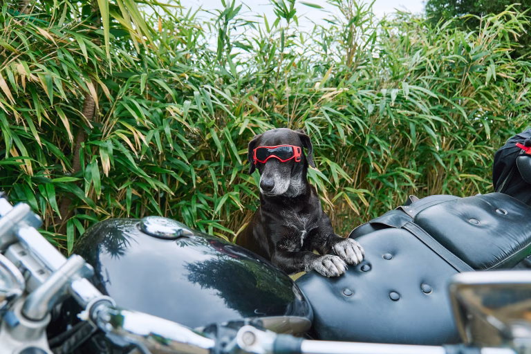 8 Dog-Friendly Road Trip Tips for Motorcycle Enthusiasts 18 8 Dog-Friendly Road Trip Tips for Motorcycle Enthusiasts