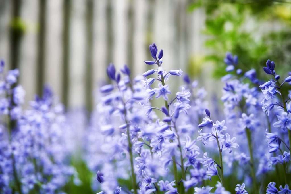 bluebells can be toxic plants to dogs