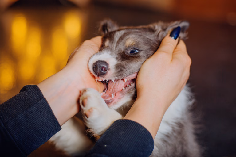 What To Do If Your Dog Bites Someone 23 What To Do If Your Dog Bites Someone