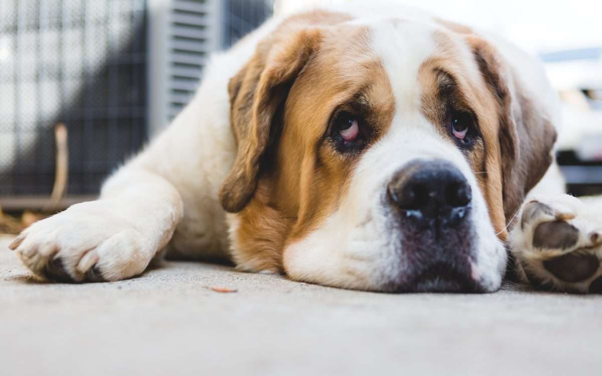 Is My Dog Bored? (3 Simple Tests Every Dog Owner Should Try) 7 Is My Dog Bored? (3 Simple Tests Every Dog Owner Should Try)