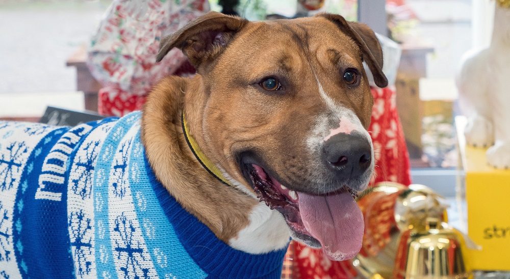 Desperately Seeking a New Home: These 5 Dogs Love Life, but Something Is Missing - Could It Be You?