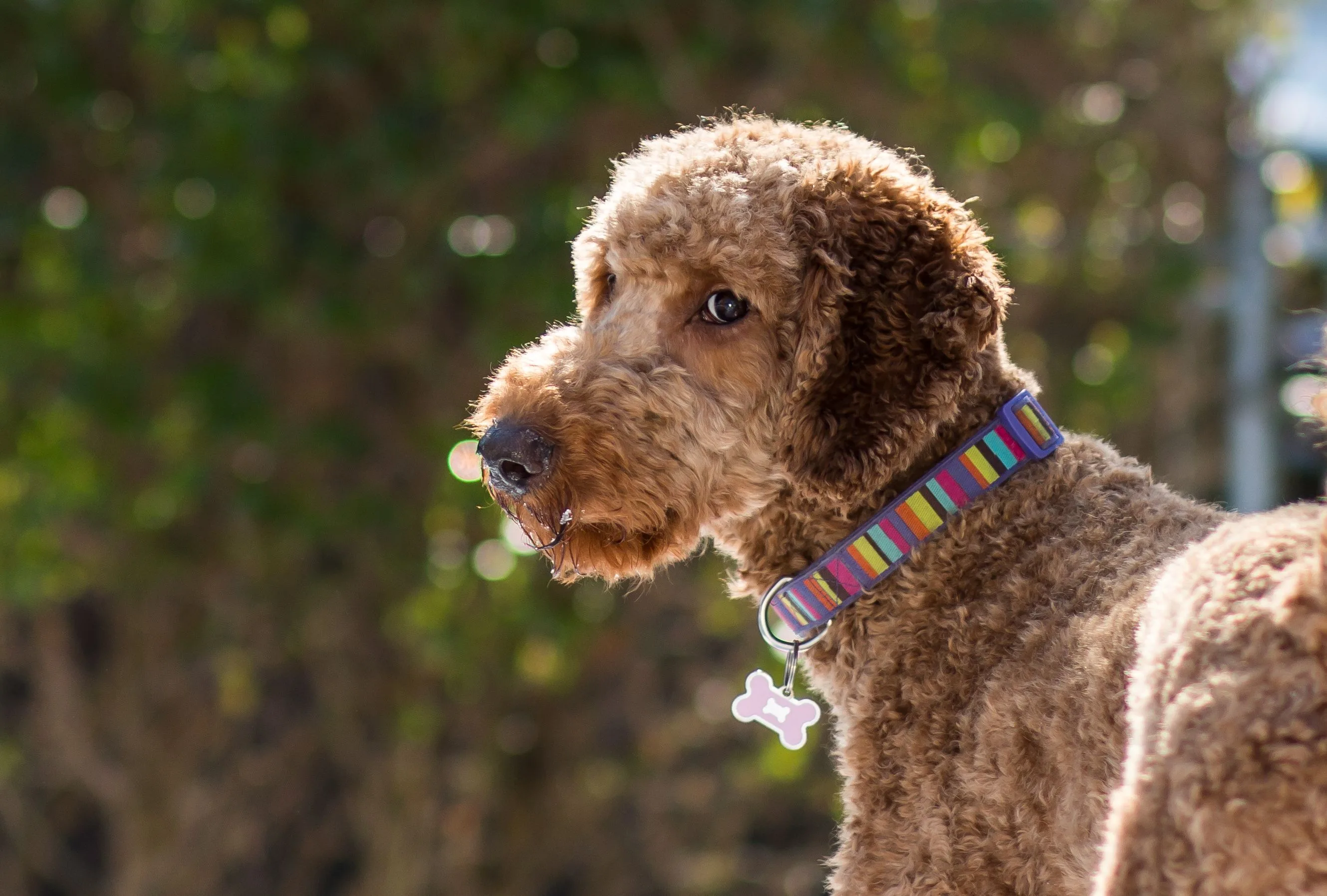 The 5 Best Dog Collar & Harness Brands