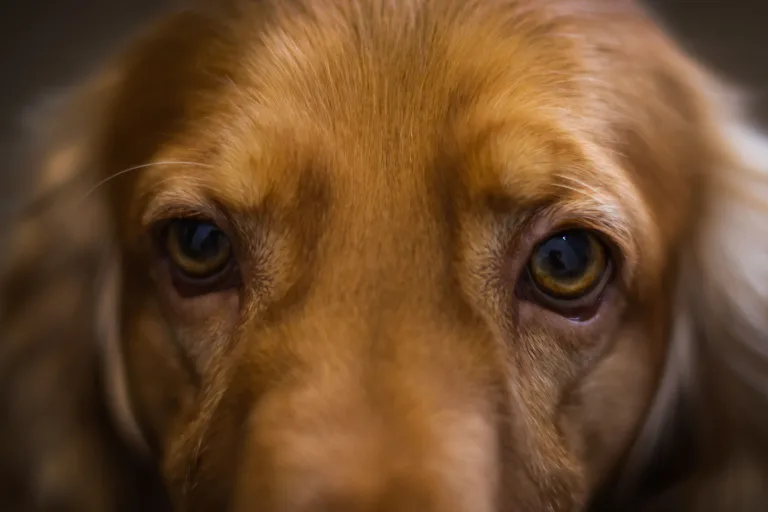 The Emotional Side of Leaving Your Dog With Someone While You Travel 1 The Emotional Side of Leaving Your Dog With Someone While You Travel