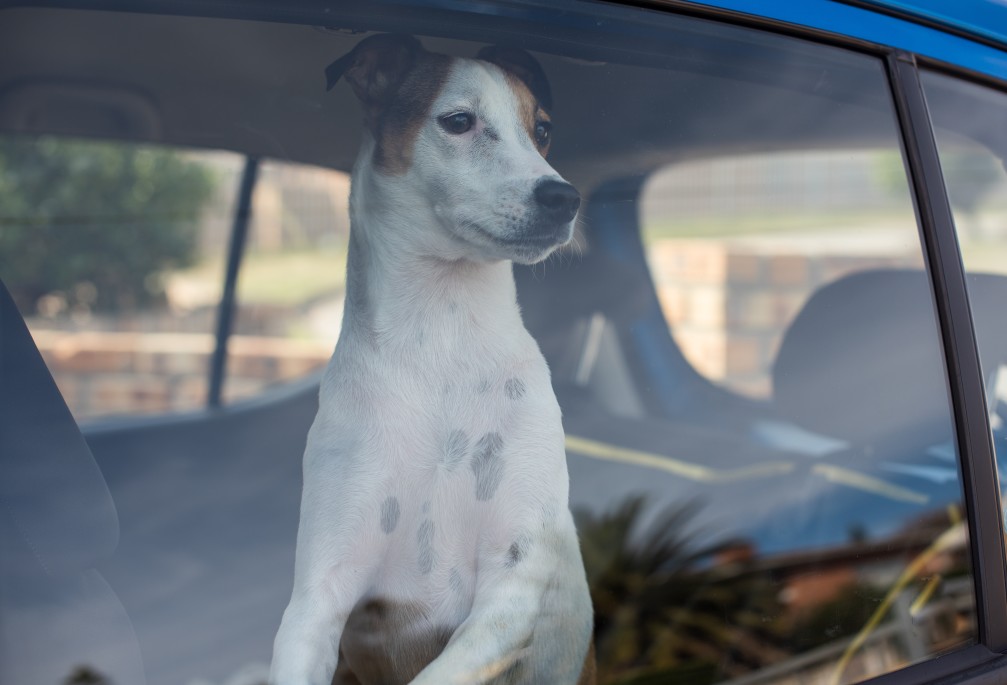 The Best Ways To Keep Dogs Cool in Hot Weather 27 The Best Ways To Keep Dogs Cool in Hot Weather