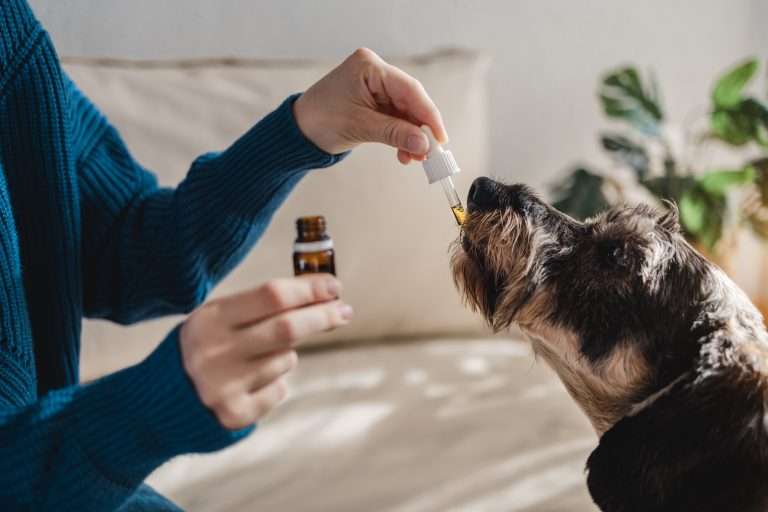 CBD Oil For Dogs - What You Need To Know 22 CBD Oil For Dogs - What You Need To Know