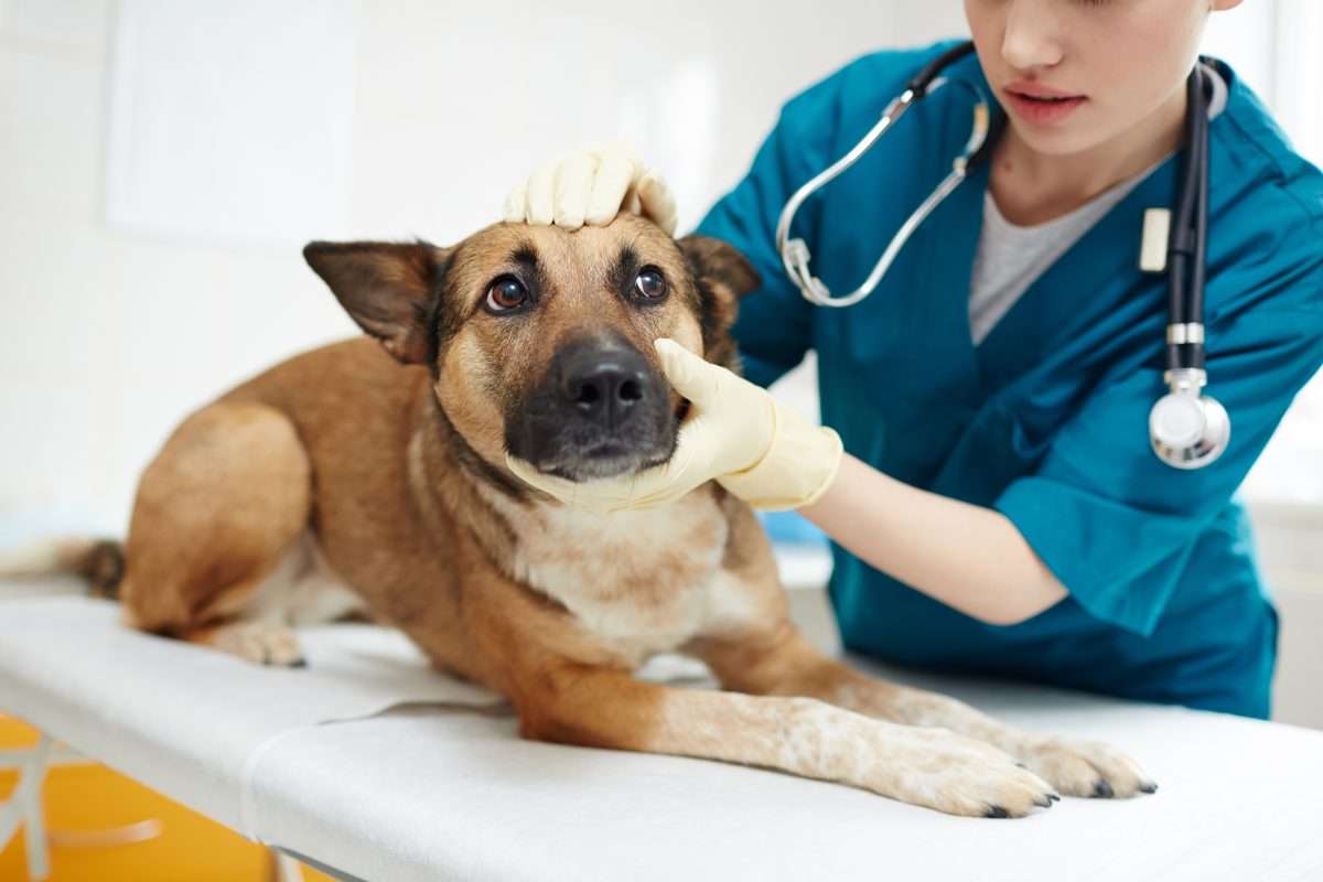 The Veterinarian Suicide Rate Should Shock You 1 The Veterinarian Suicide Rate Should Shock You