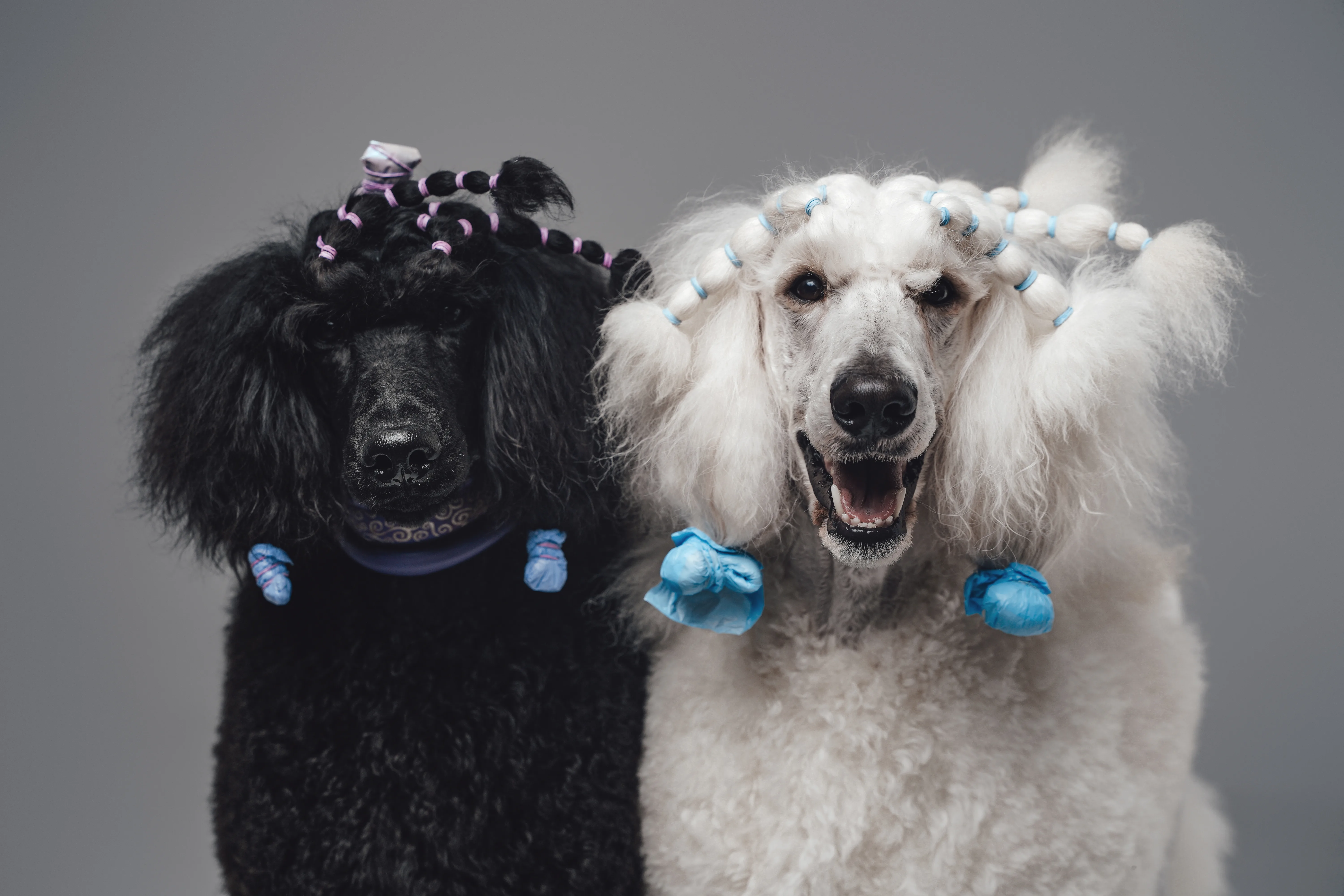 5 Tips For Stress Free Dog Grooming At Home
