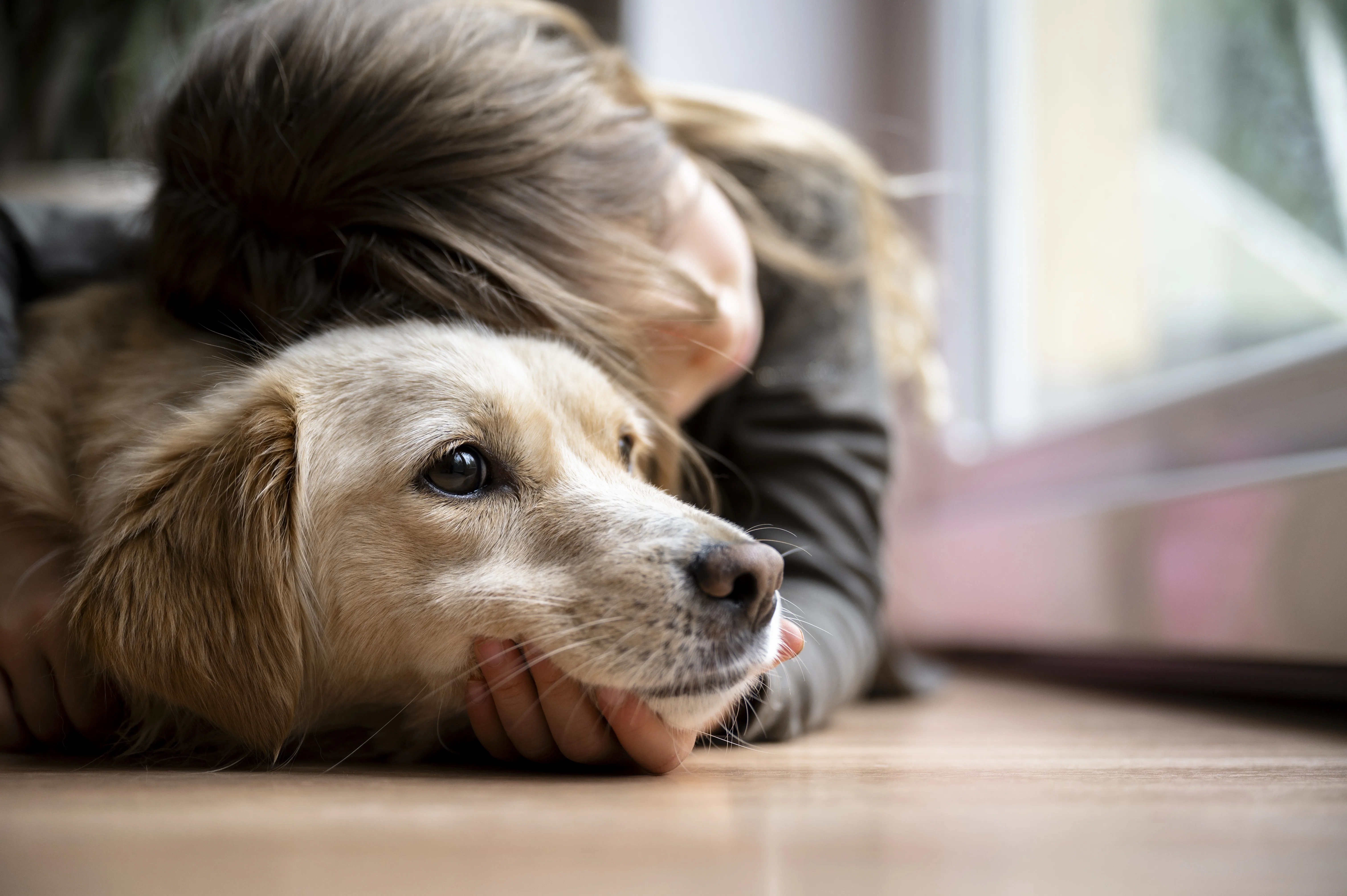 The Emotional Side of Leaving Your Dog With Someone While You Travel 2 The Emotional Side of Leaving Your Dog With Someone While You Travel