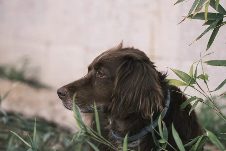 Is Kratom Safe For Dogs? 11 Is Kratom Safe For Dogs?