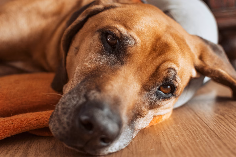 Top Tech Products for Pet Pain Relief: Revolutionary Solutions for Your Furry Friends