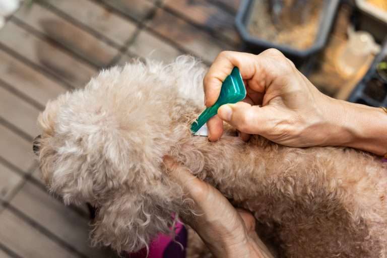 Tick Prevention for Dogs: New Research Reveals a Promising Future Solution 25 Tick Prevention for Dogs: New Research Reveals a Promising Future Solution
