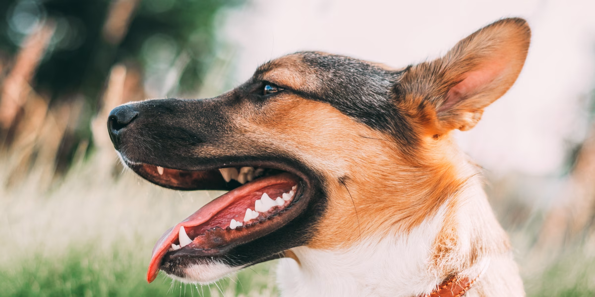 What To Feed Your Dog For Stronger Teeth And Gums 2 What To Feed Your Dog For Stronger Teeth And Gums