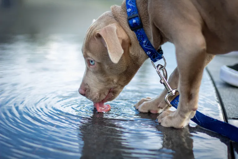 Is My Dog Drinking Too Much Water, or Is It Kidney Disease? 13 Is My Dog Drinking Too Much Water, or Is It Kidney Disease?