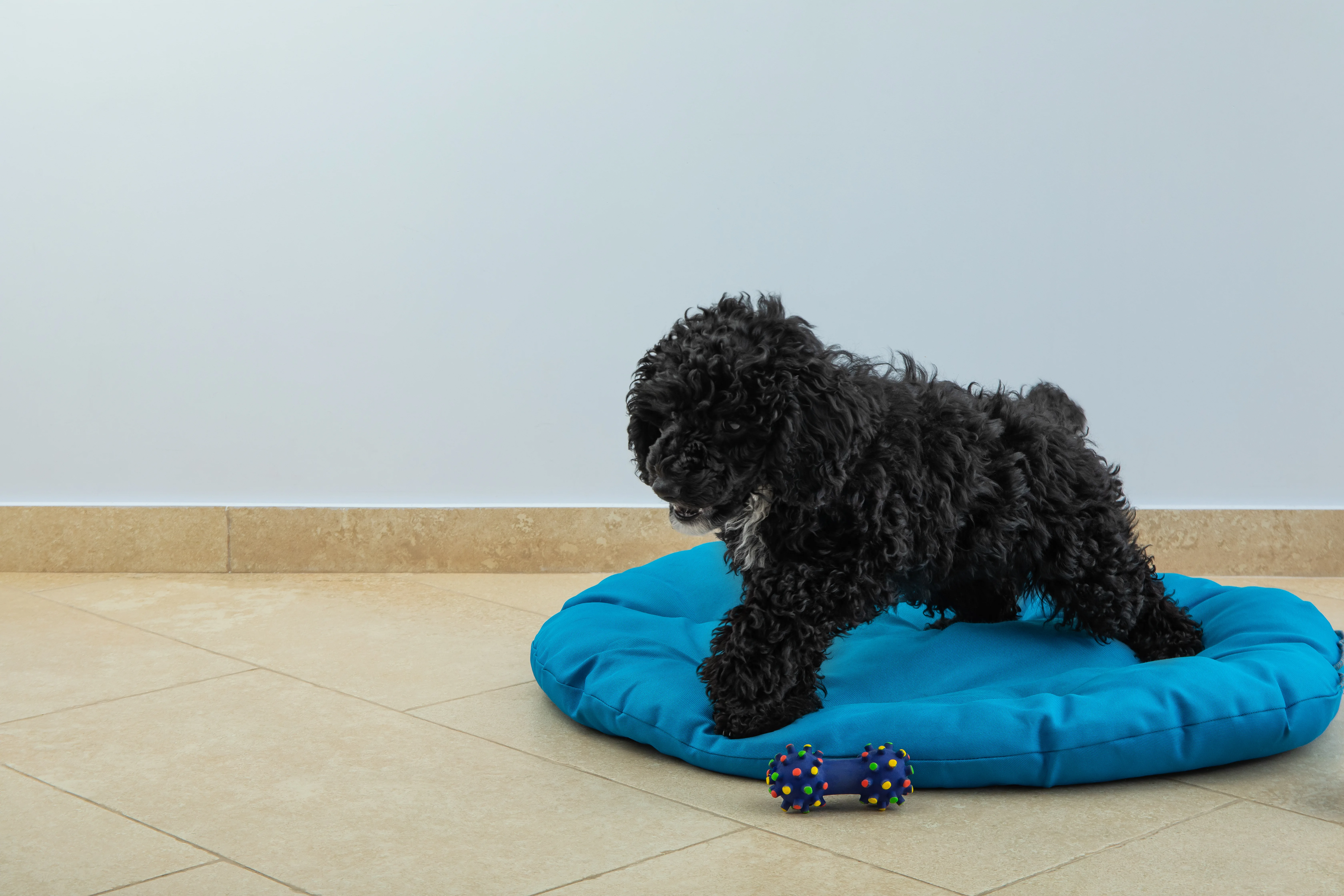 From Zoomies to Zen: Tips for Helping Your Pup Unwind After a Big Day 1 From Zoomies to Zen: Tips for Helping Your Pup Unwind After a Big Day