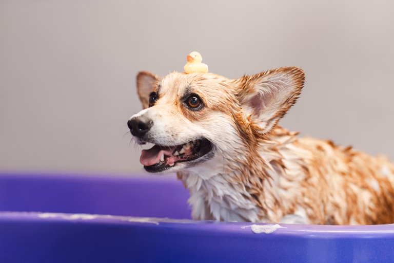 How to Keep Your Dog Clean Between Baths Without Stress 21 How to Keep Your Dog Clean Between Baths Without Stress