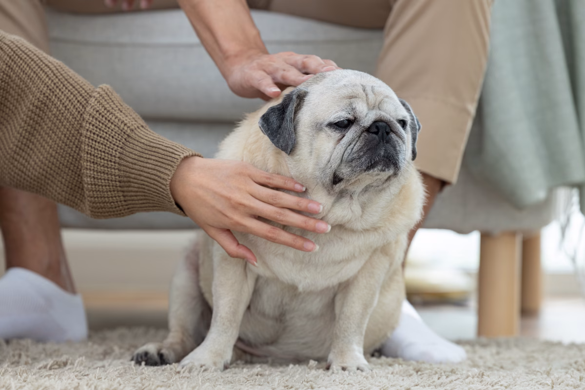 Top Tech Products for Pet Pain Relief: Revolutionary Solutions for Your Furry Friends 3 Top Tech Products for Pet Pain Relief: Revolutionary Solutions for Your Furry Friends