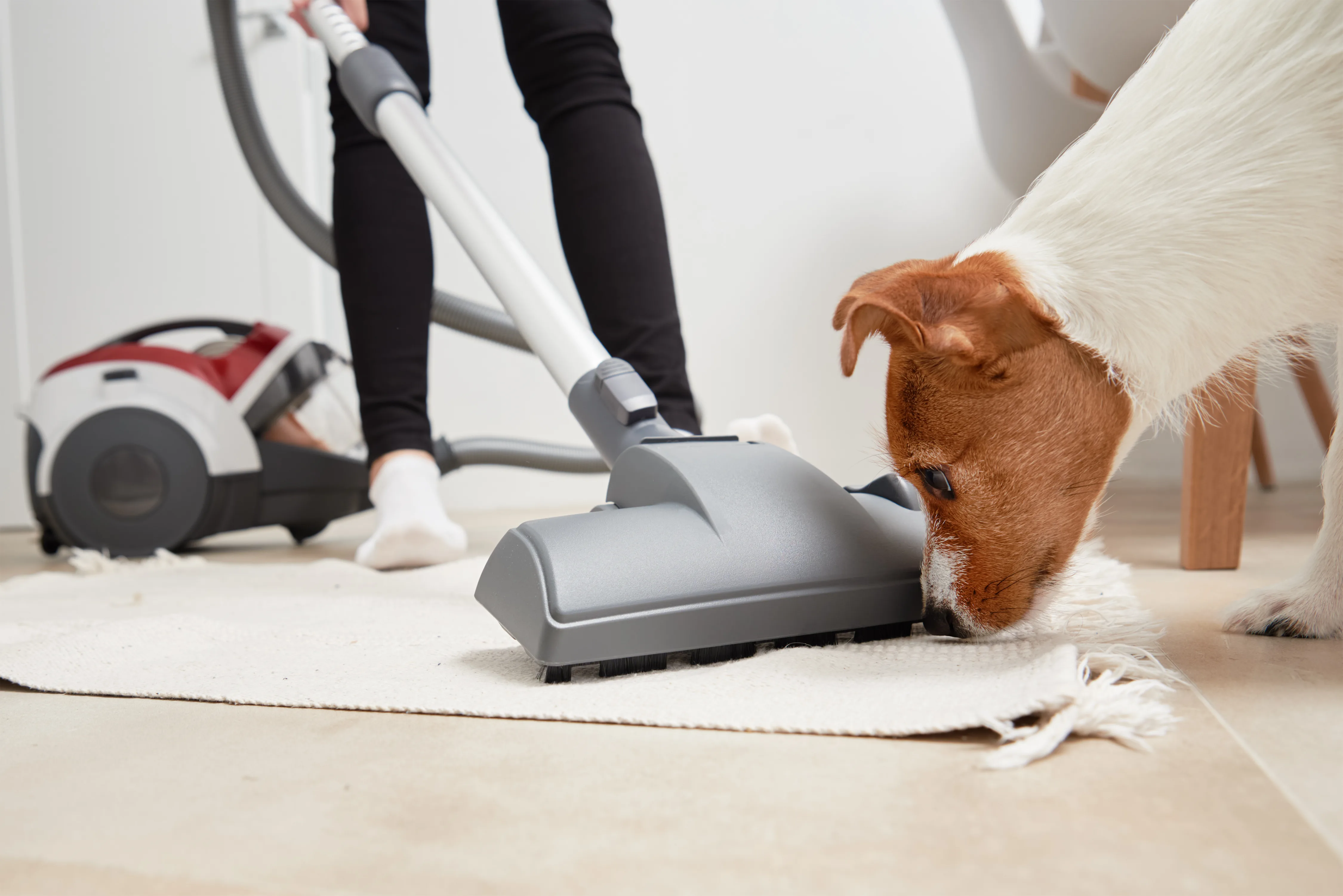 How to Keep Your Home Clean When You Have Dogs 1 How to Keep Your Home Clean When You Have Dogs