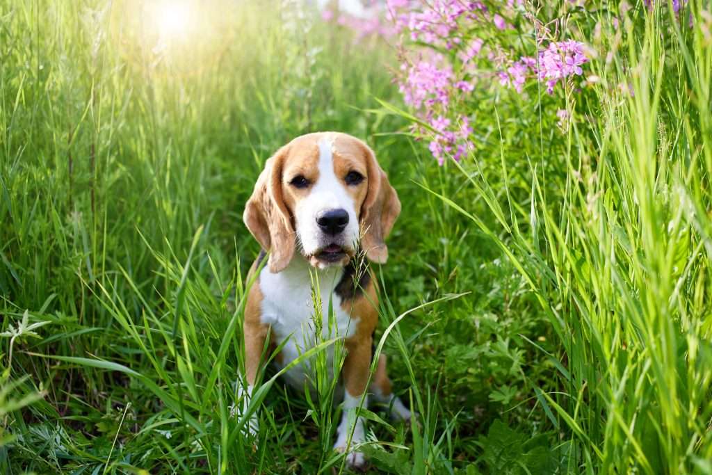 7 Poisonous Plants to Protect Your Dog From