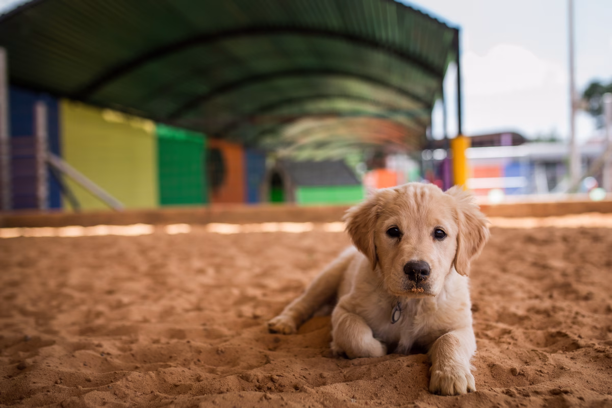 K9 Magazine Guide To... House Training Your New Puppy 2 K9 Magazine Guide To... House Training Your New Puppy