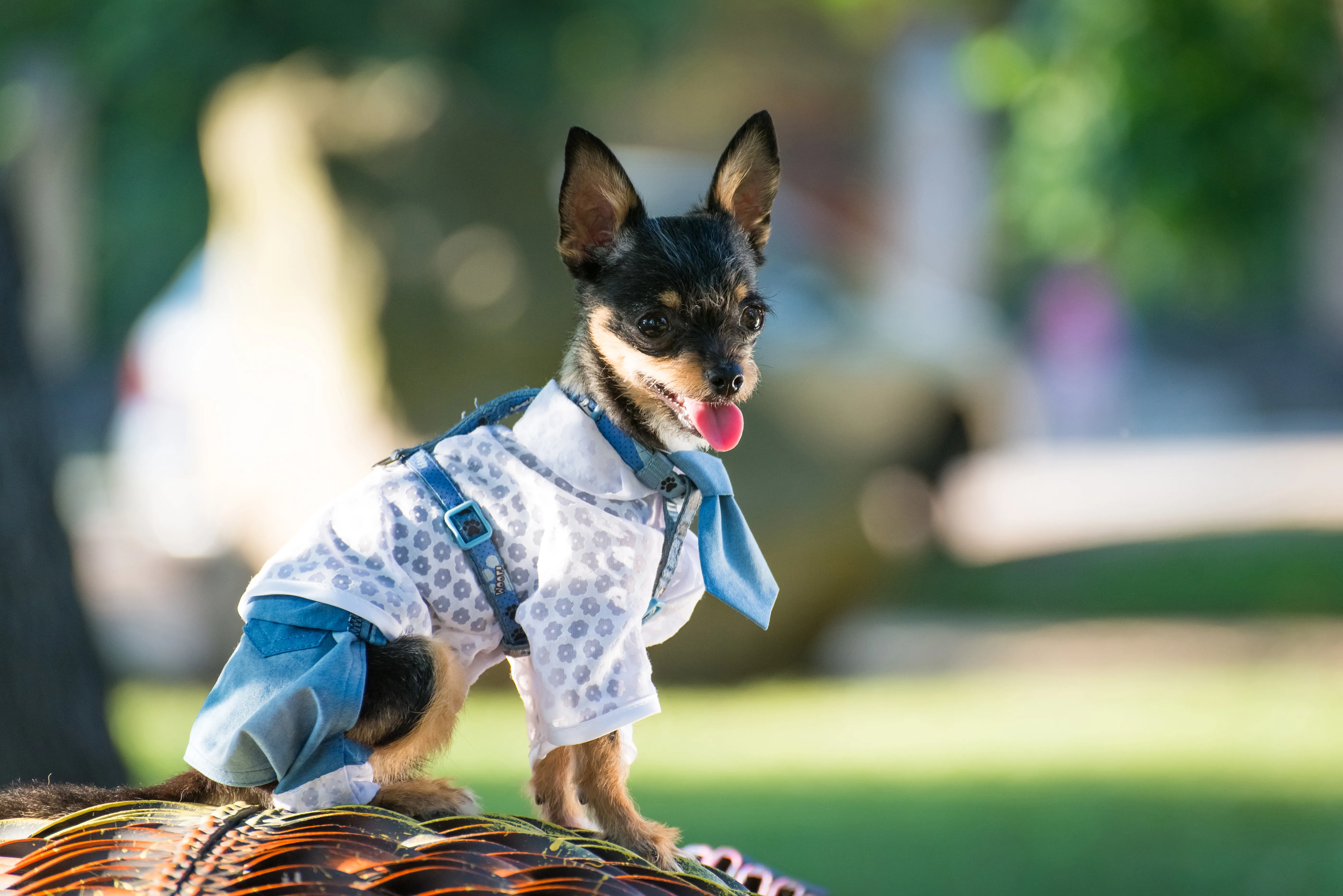 Dog Clothes Wholesale for Online Pet Store Operators 3 Dog Clothes Wholesale for Online Pet Store Operators