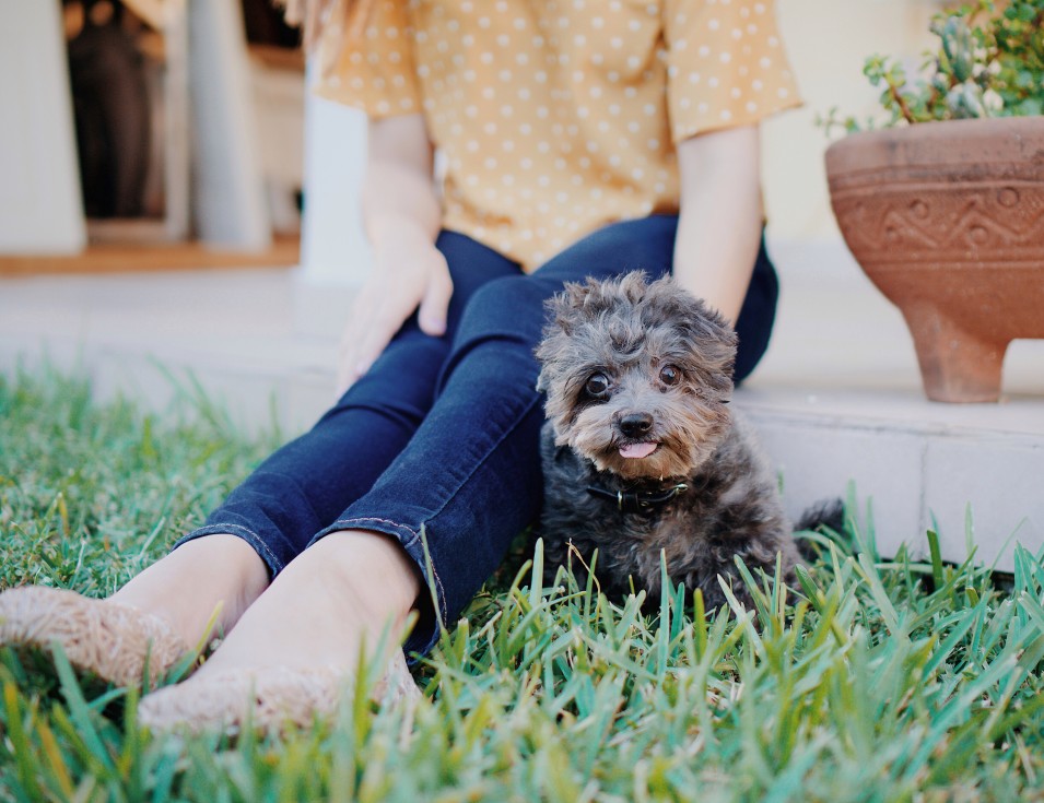 How One Dog's Sudden Change in Behaviour Would Go on to Save Her Owner 15 How One Dog's Sudden Change in Behaviour Would Go on to Save Her Owner