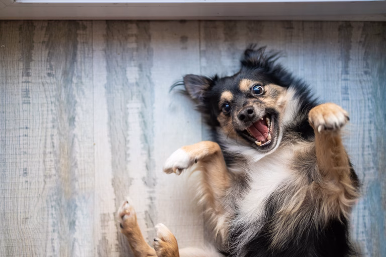 Smart Solutions for Managing Space With Energetic Pups