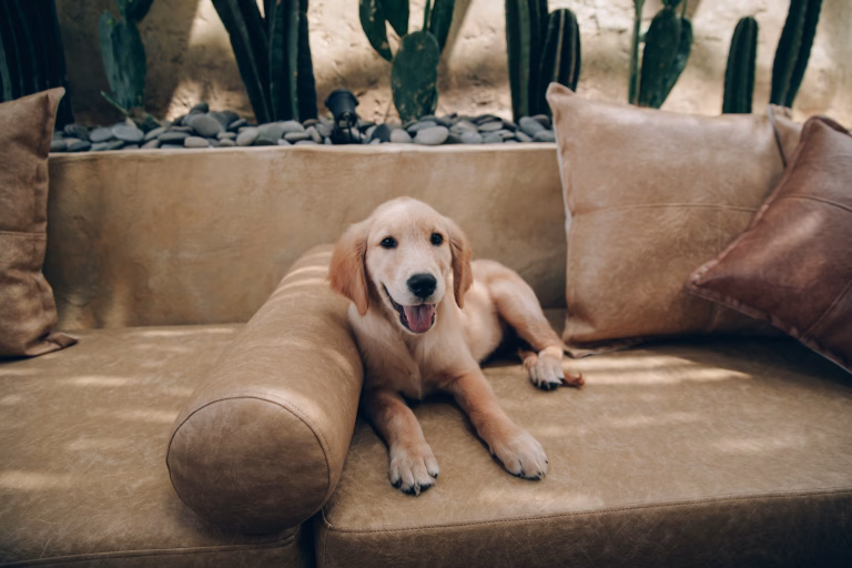 Which Couch Cover Brand is Best for Your Home? Real-Life Picks for Stylish, Pet-Ready Living 29 Which Couch Cover Brand is Best for Your Home? Real-Life Picks for Stylish, Pet-Ready Living