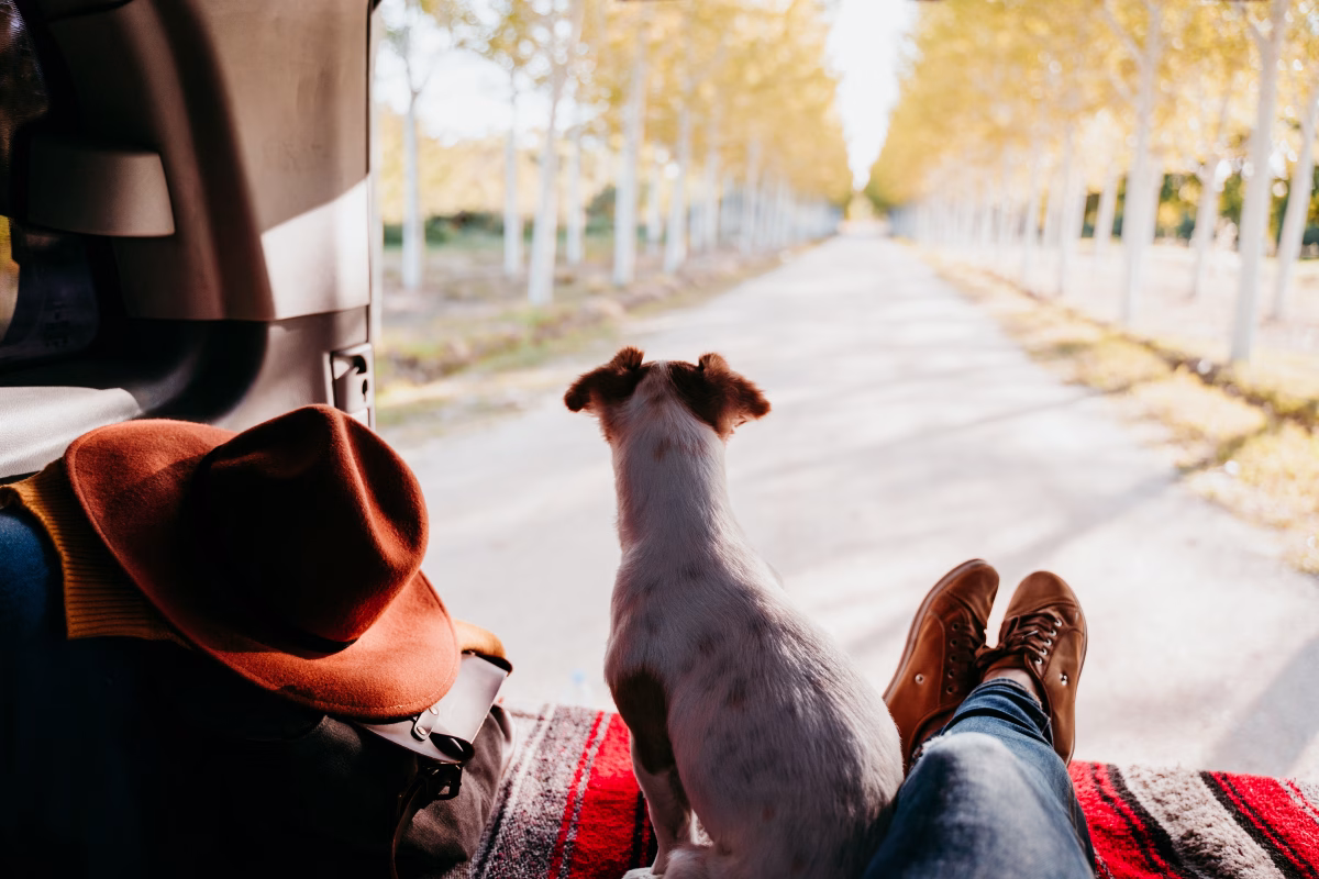 How Travеl Hеlps Calm Your Caninе Companion