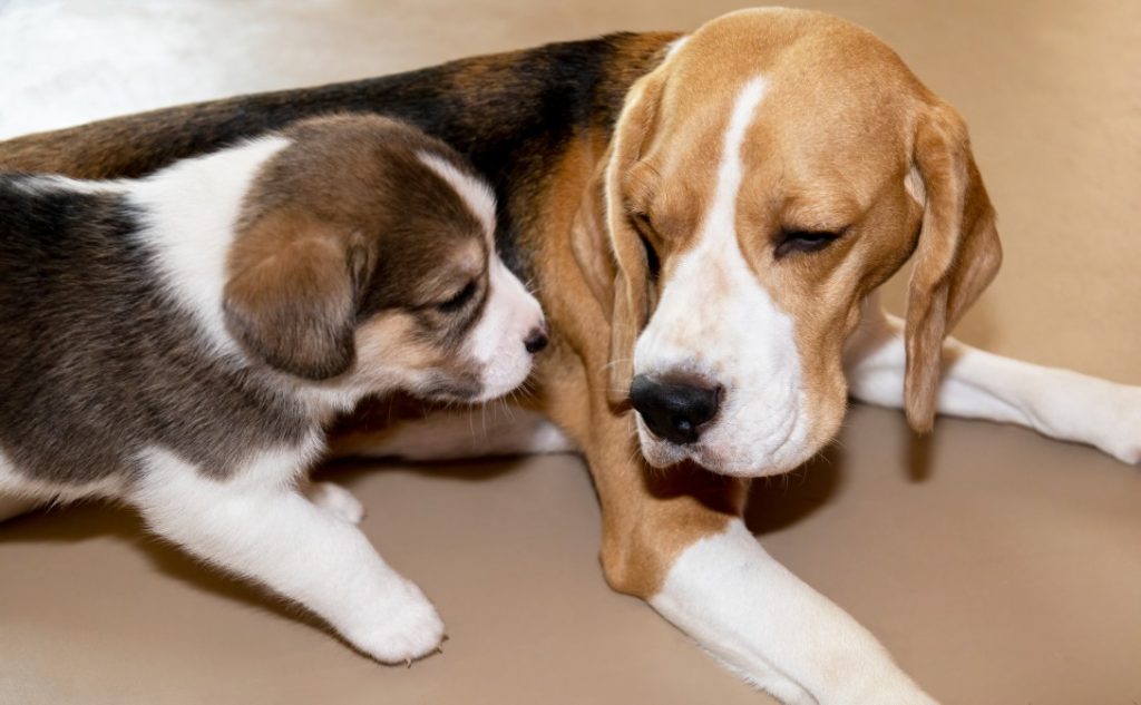 Which Countries Are Most Affordable For Dog Care Costs?