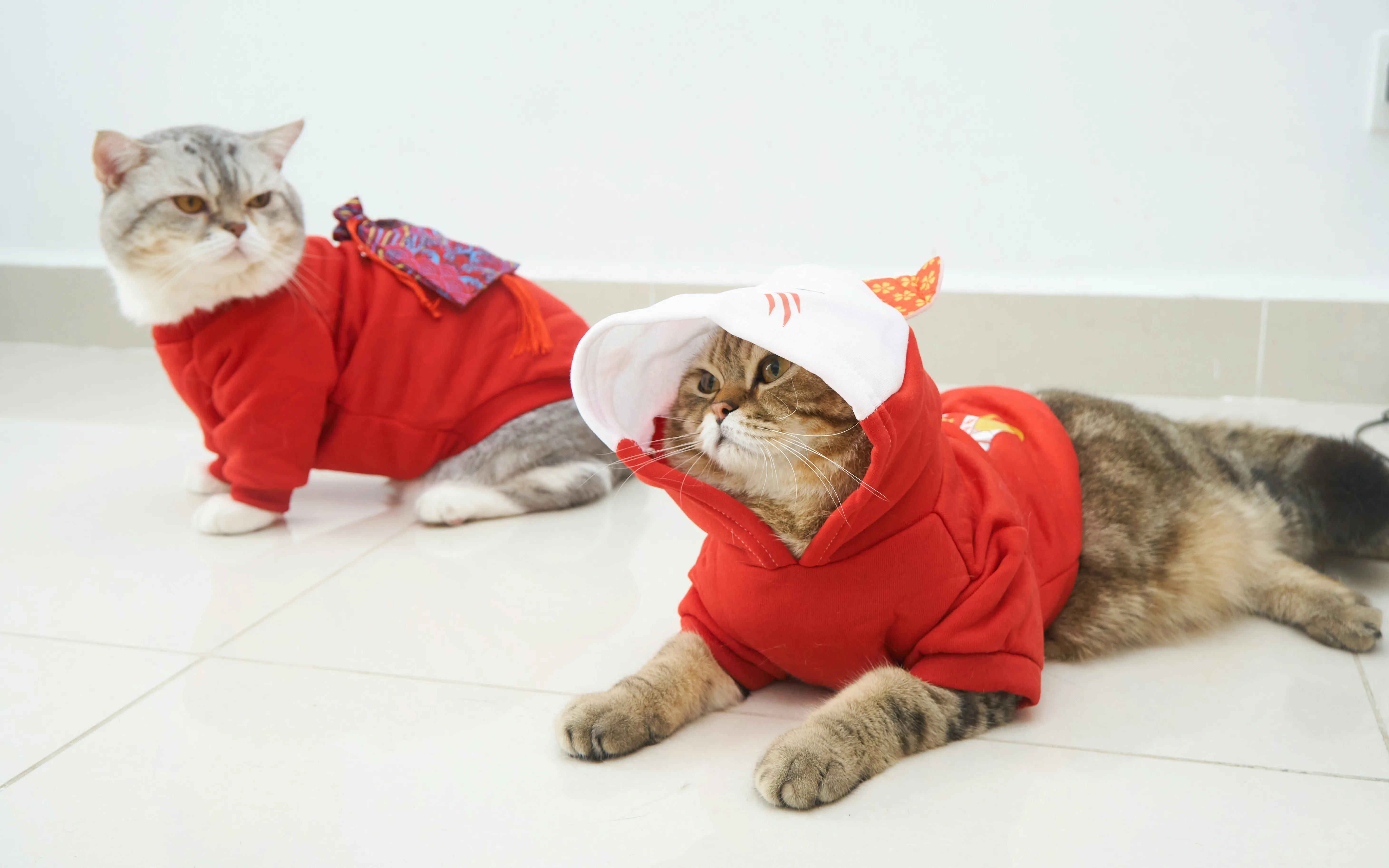 How Do You Choose Pet Products That Are Actually Worth Buying? 3 How Do You Choose Pet Products That Are Actually Worth Buying?