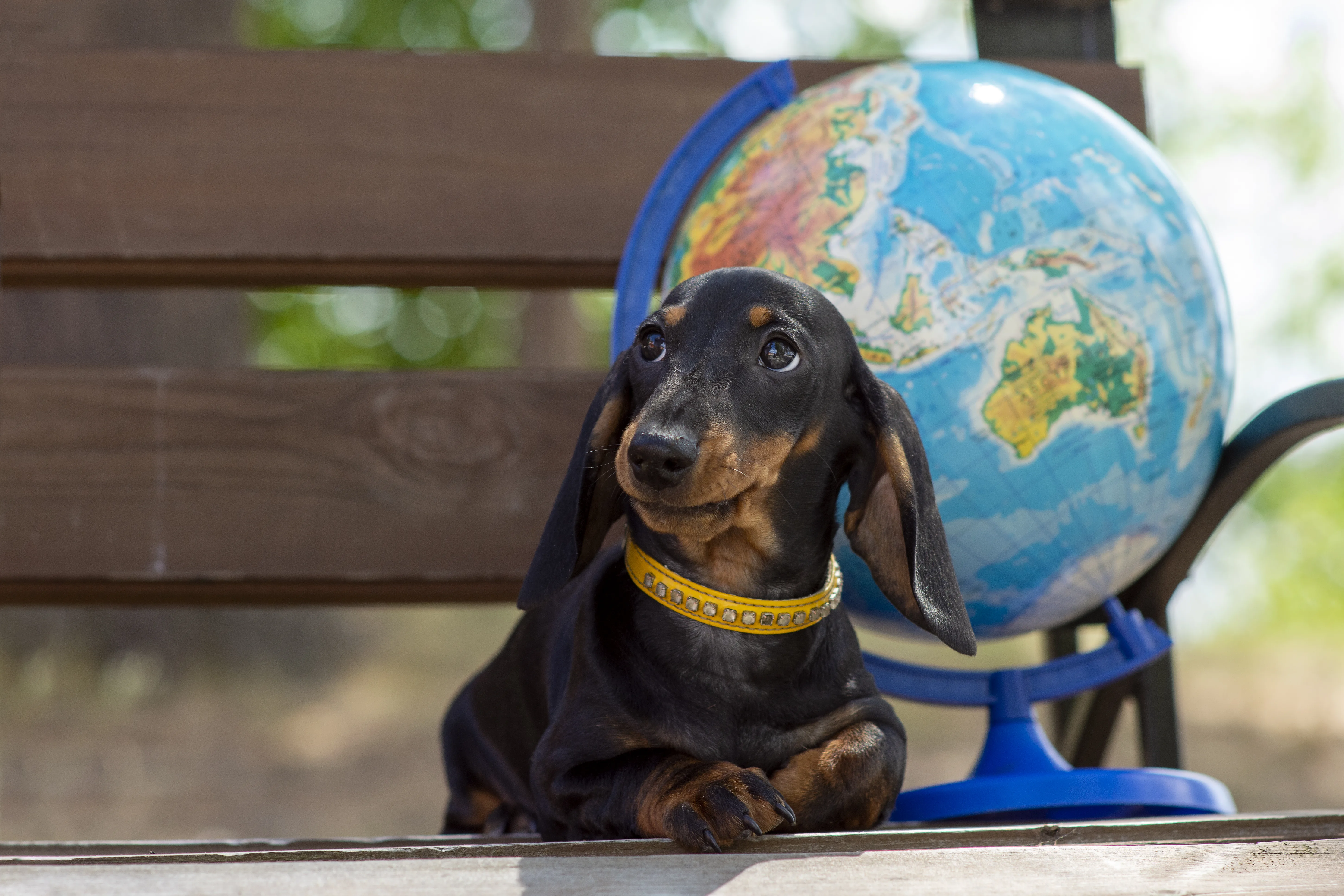 Best Dog-Friendly Countries to Relocate to With Your Pet in 2026
