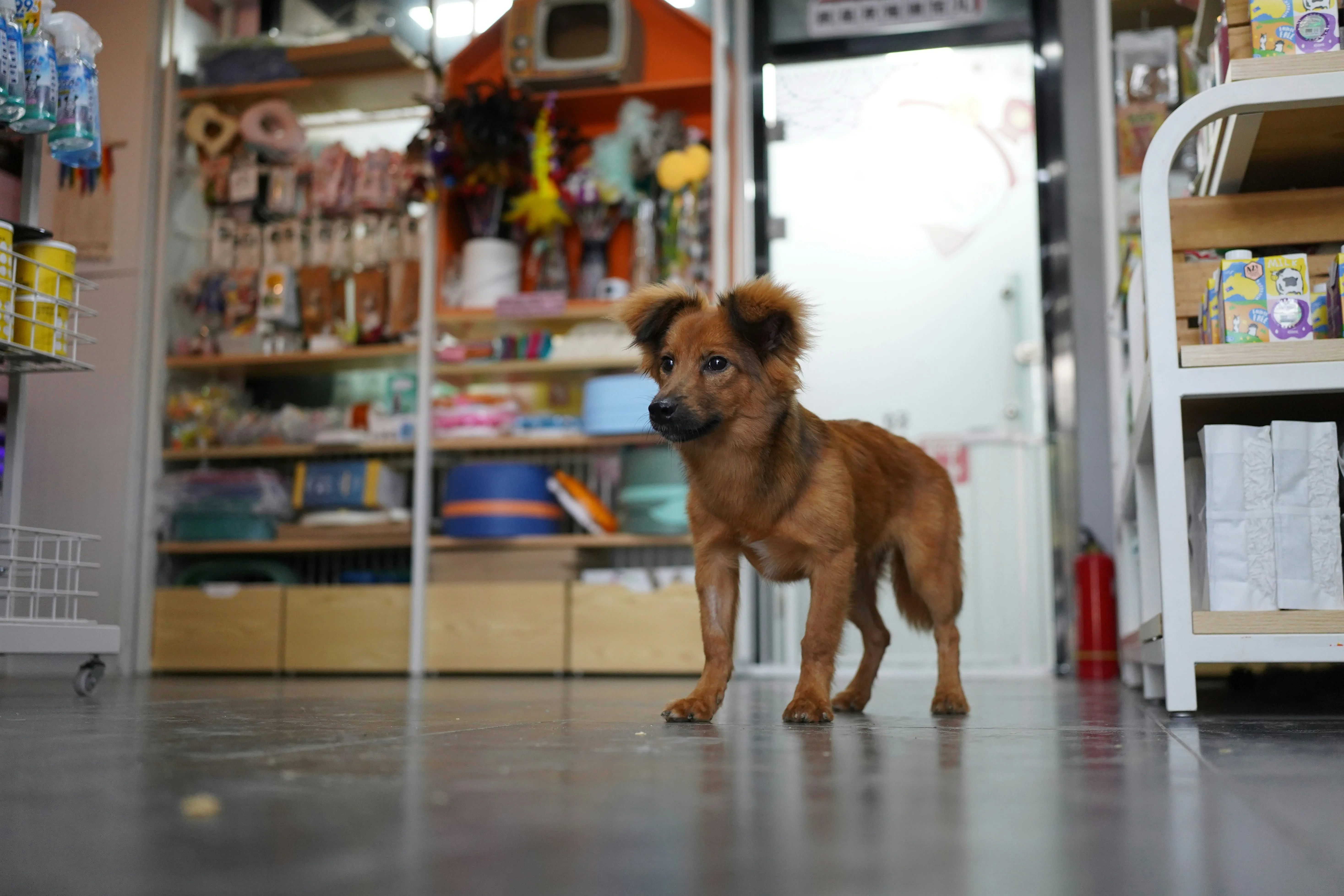 How Do You Choose Pet Products That Are Actually Worth Buying? 4 How Do You Choose Pet Products That Are Actually Worth Buying?