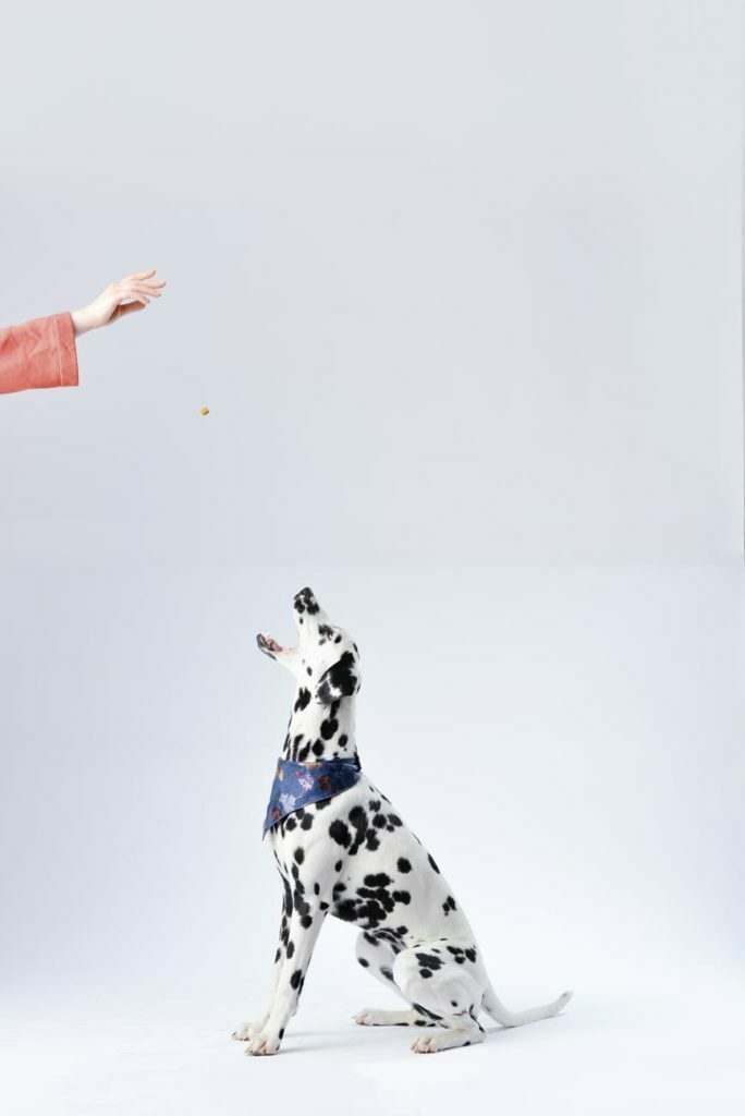 How Much Food Should I Feed My Dog? 7 How Much Food Should I Feed My Dog?