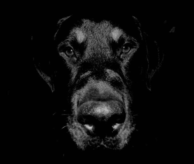 13 Black Dogs Who Need Some Luck 26 13 Black Dogs Who Need Some Luck