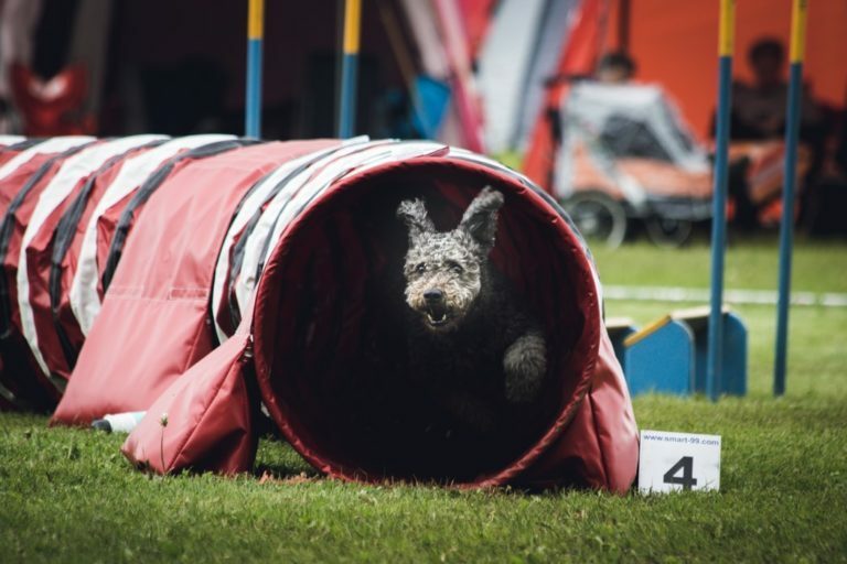 A Day in the Life of an Agility Dog