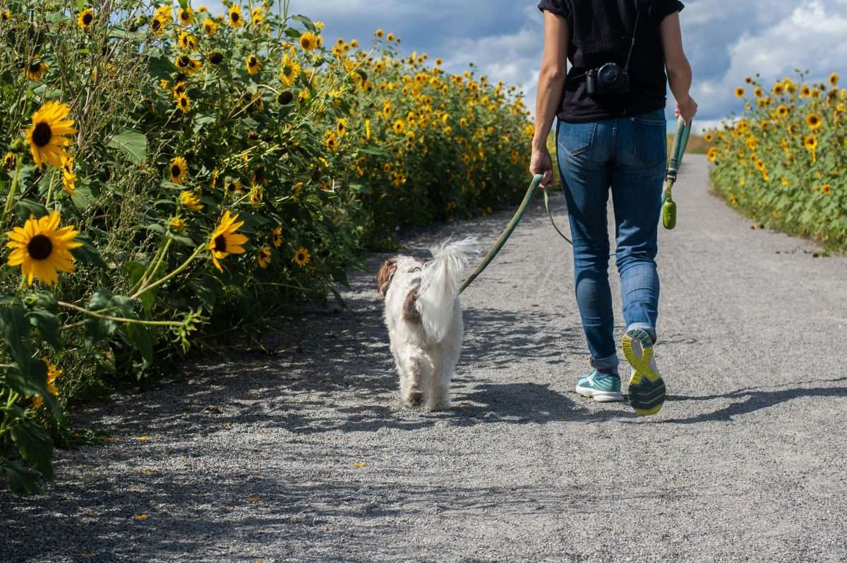 Exploring Cornwall's Coastal Trails: Dog-Friendly Hiking Adventures for You and Your Pup