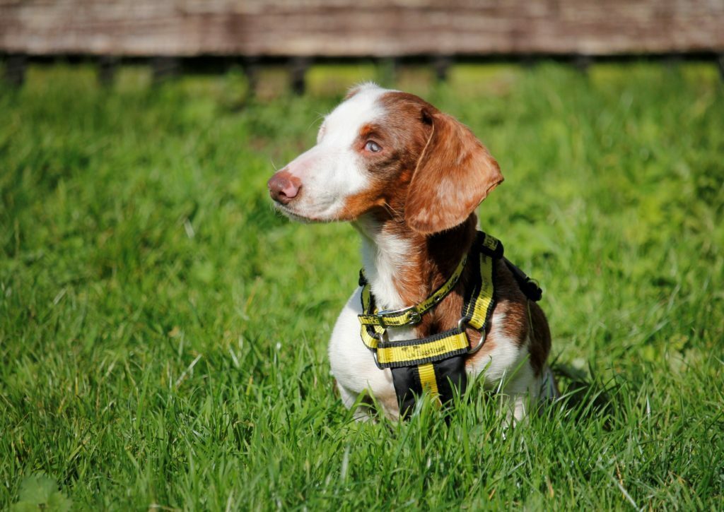 The Pain Of Giving Up A Dog Revealed in Hard Hitting Dogs Trust Advert 3 The Pain Of Giving Up A Dog Revealed in Hard Hitting Dogs Trust Advert