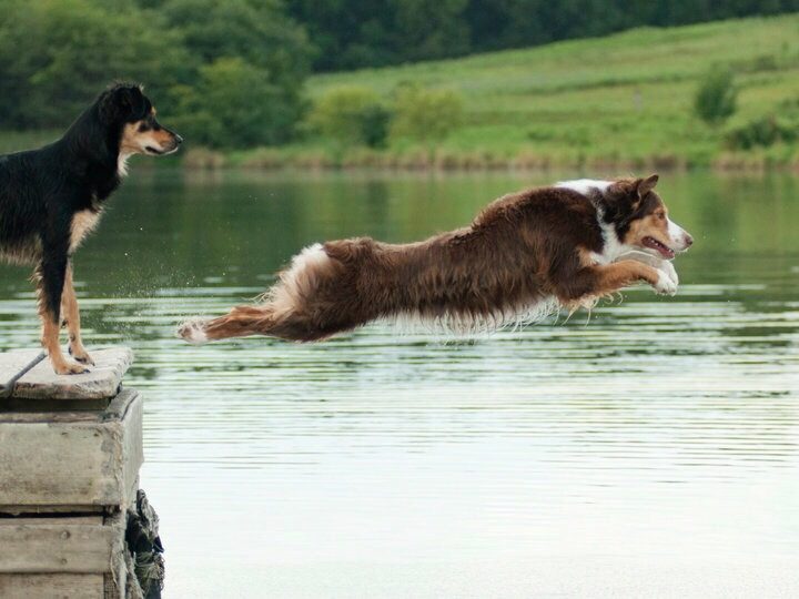 The Ultimate Guide To Canine Mobility & Dog Joint Care