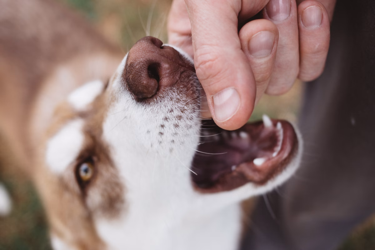 Understanding Dog Bite Liability in Oklahoma 1 Understanding Dog Bite Liability in Oklahoma