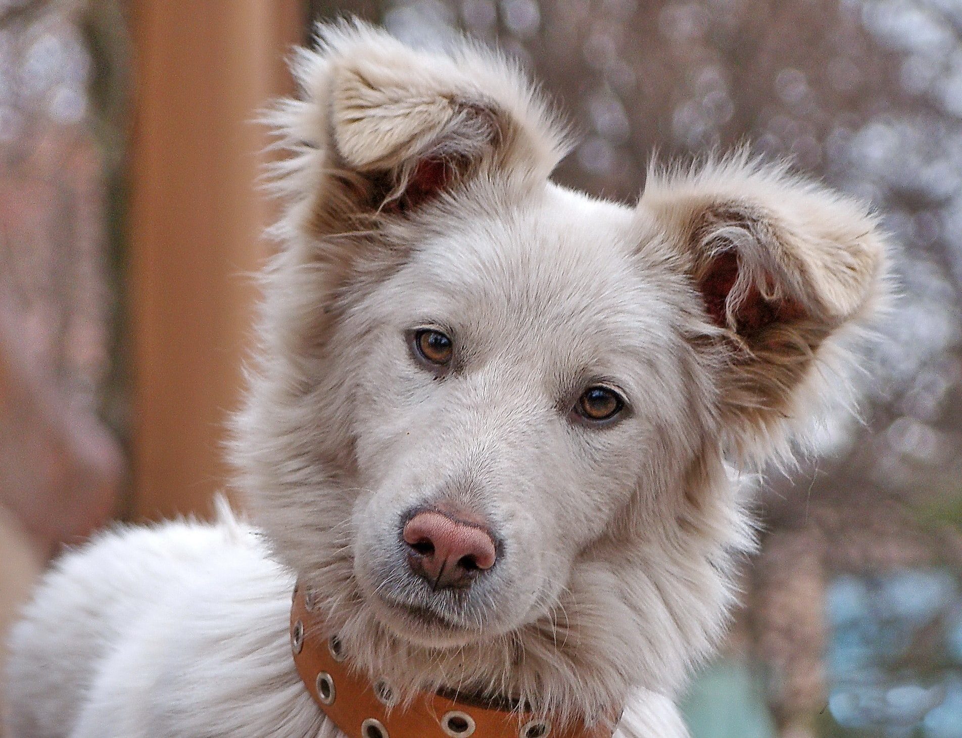 Dog Age Calculator: How Old Is My Dog In Human Years? 1 Dog Age Calculator: How Old Is My Dog In Human Years?
