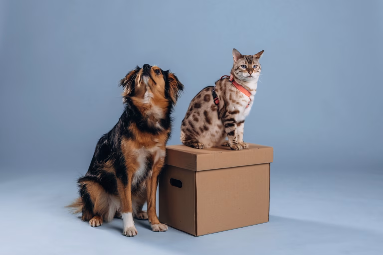 Tips on How to Make Pets Live Together 13 Tips on How to Make Pets Live Together