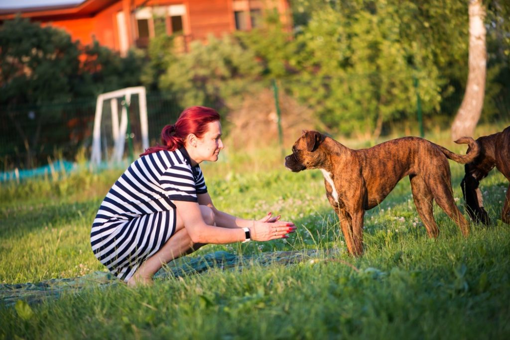 Dog Training Tips: Learning The 'Watch Me' Command 4 Dog Training Tips: Learning The 'Watch Me' Command