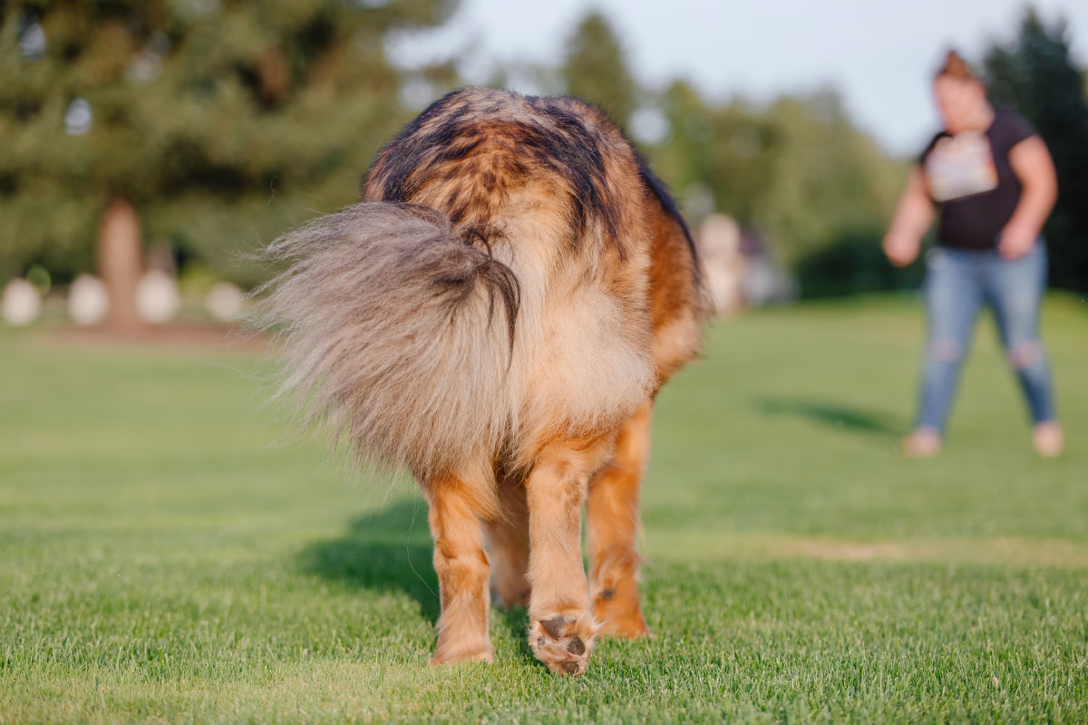 What Your Dog's Tail Is Really Saying (And Why You Might Be Missing It) 1 What Your Dog's Tail Is Really Saying (And Why You Might Be Missing It)