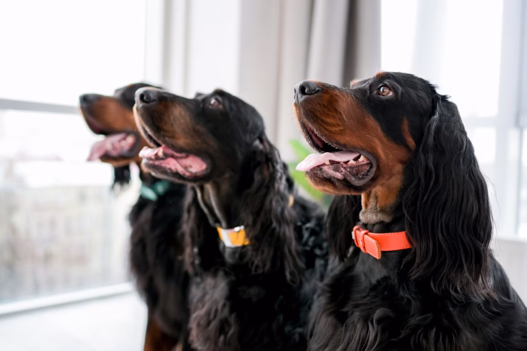 Choosing the Best Leather for Dog Collars: Health and Sustainability in One 33 Choosing the Best Leather for Dog Collars: Health and Sustainability in One