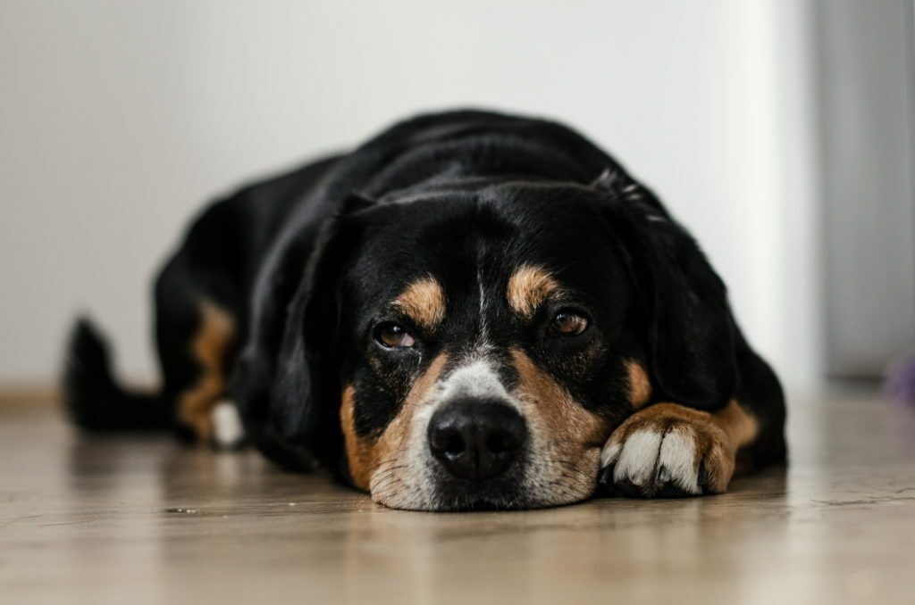 How To Calm An Anxious Dog (Simple, Practical Tips) 3 How To Calm An Anxious Dog (Simple, Practical Tips)