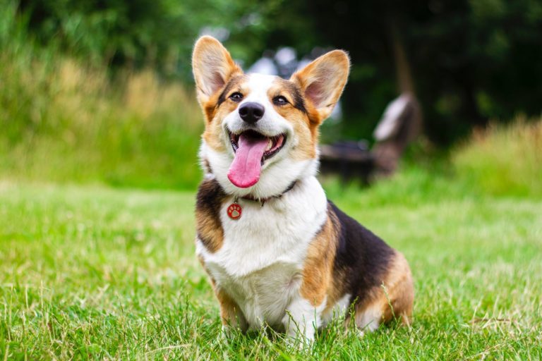 5 Ways to Keep Your Dog Safe This Easter 12 5 Ways to Keep Your Dog Safe This Easter