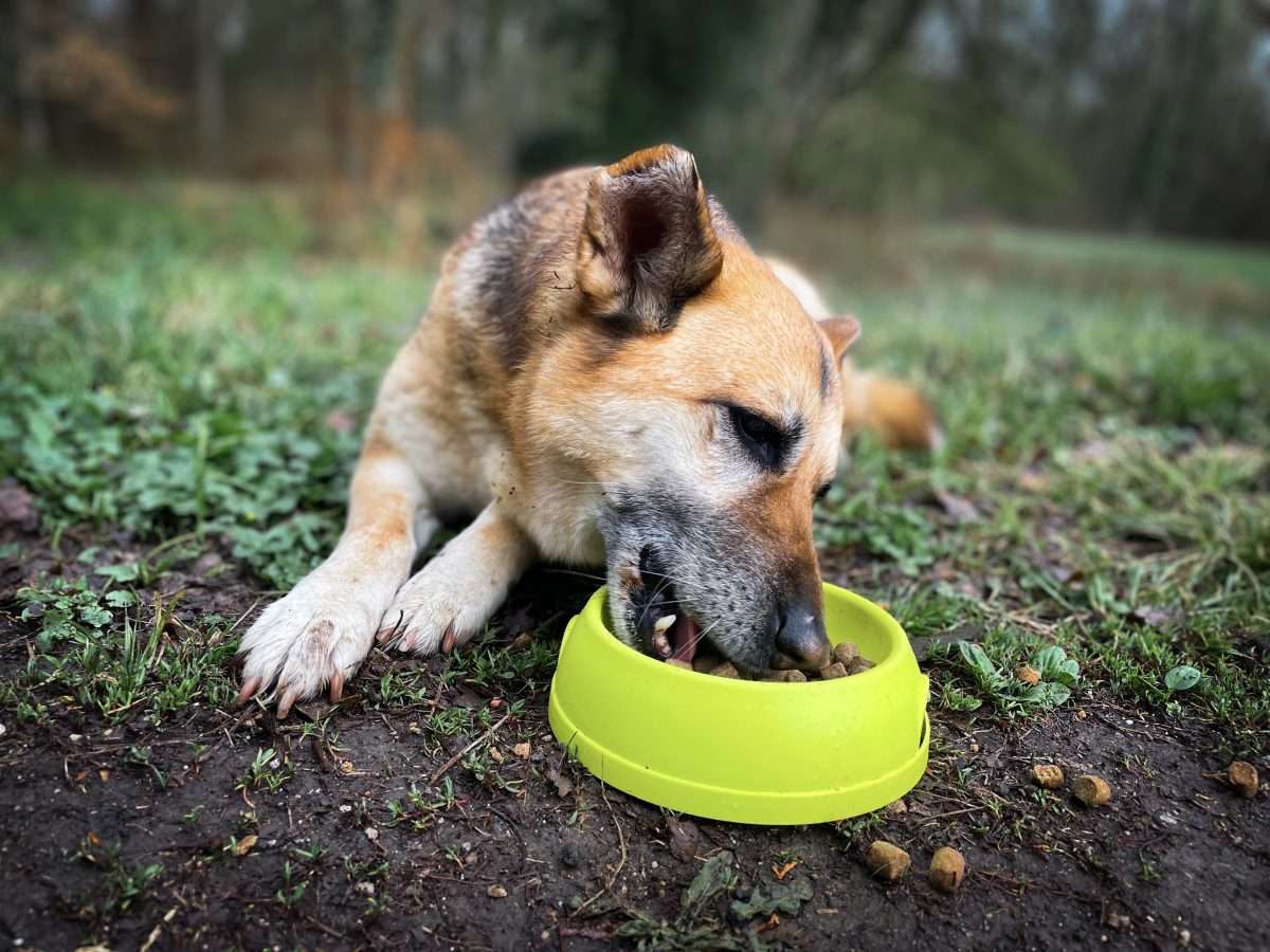How Much Food Should I Feed My Dog? 2 How Much Food Should I Feed My Dog?