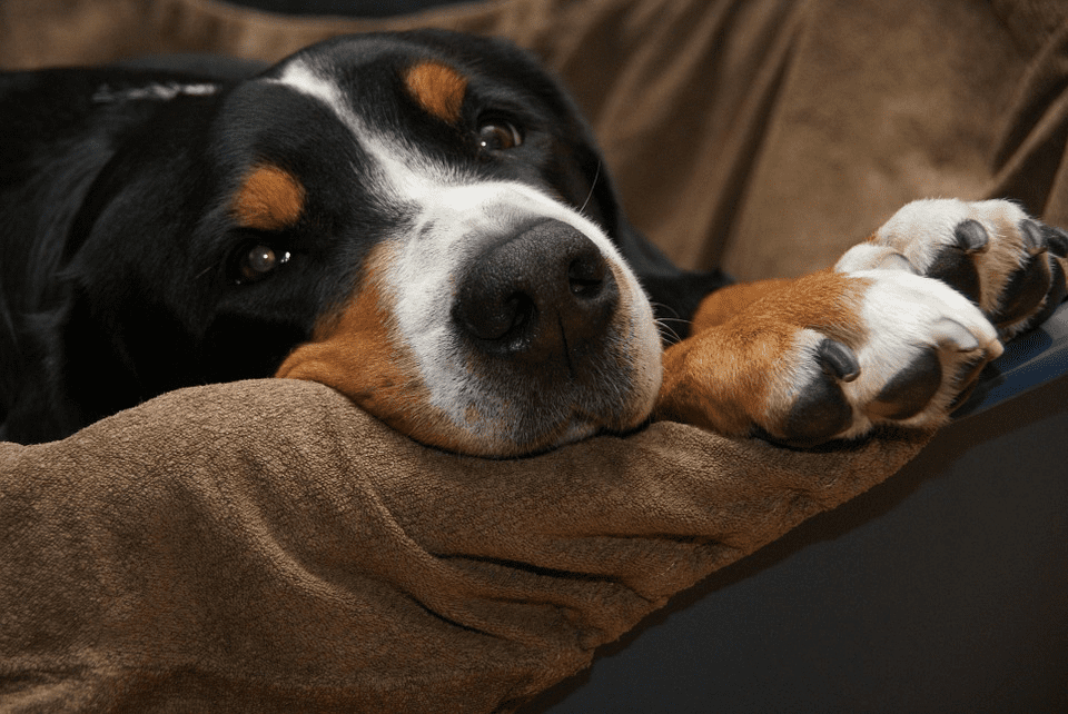10 Most Common Dog Owner Mistakes [Do You Do This?]